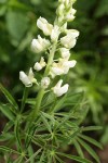 Sickle-keeled Lupine blossoms