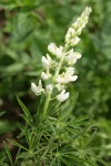 Sickle-keeled Lupine