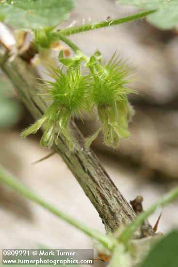 Ribes binominatum