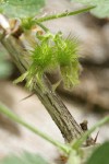 Ground Gooseberry immature fruit