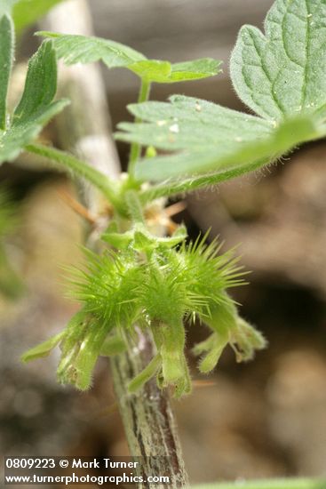 Ribes binominatum