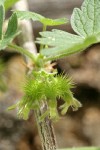 Ground Gooseberry immature fruit