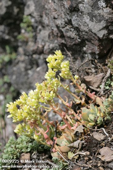 Sedum spathulifolium