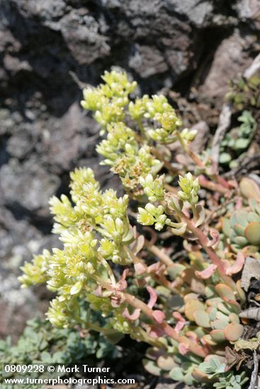 Sedum spathulifolium