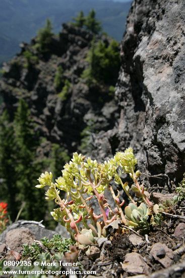 Sedum spathulifolium