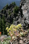 Broadleaf Stonecrop (Pacific Sedum) on rocky point