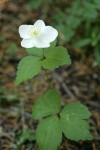 Columbia Windflower