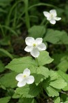 Columbia Windflowers