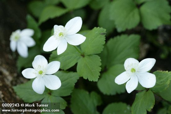 Anemone deltoidea