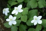 Columbia Windflowers