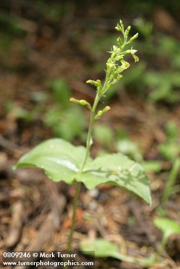 Listera caurina