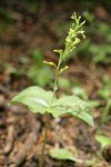 Northwestern Twayblade