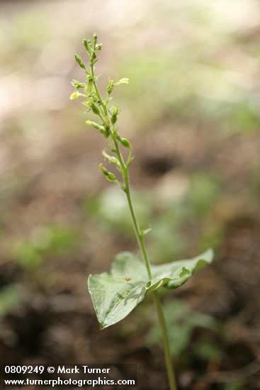 Listera caurina