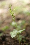 Northwestern Twayblade