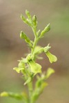 Northwestern Twayblade blossoms detail