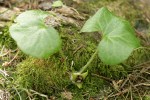 Green-flowered Wild Ginger