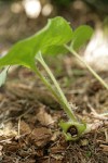 Green-flowered Wild Ginger