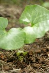 Green-flowered Wild Ginger