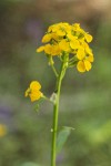 Rough Wallflower blossoms