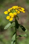 Rough Wallflower blossoms