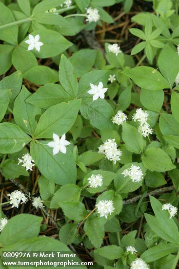 Whipplea modesta; Trientalis borealis ssp. latifolia