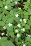 Whipplevine (Yerba de Selva) w/ Pacific Starflower