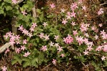 Woodland Phlox