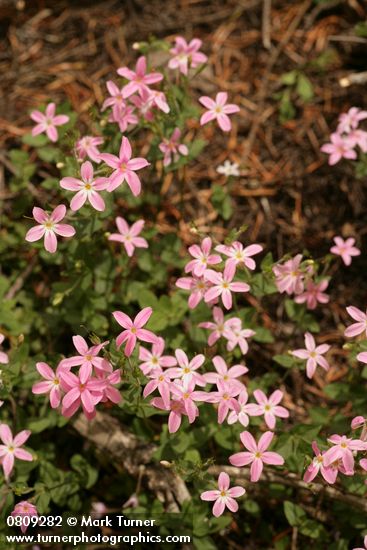 Phlox adsurgens