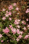 Woodland Phlox