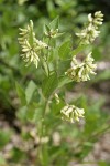 California Tea blossoms & foliage