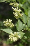 California Tea blossoms & foliage