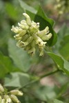 California Tea blossoms detail