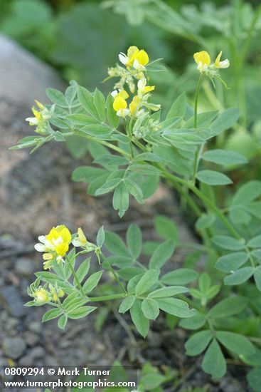 Lotus oblongifolius