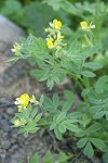 Streambank Bird's-foot Trefoil