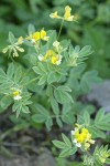 Streambank Bird's-foot Trefoil