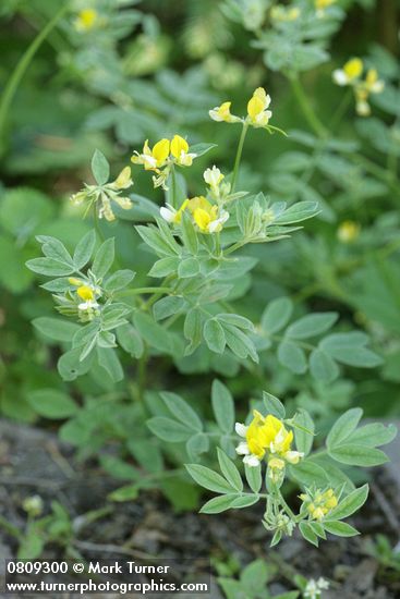 Lotus oblongifolius