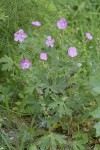 Oregon Geranium