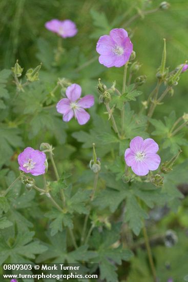 Geranium oreganum