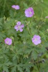 Oregon Geranium