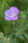 Oregon Geranium blossom detail