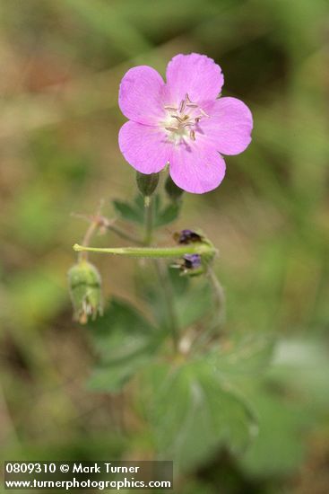 Geranium oreganum