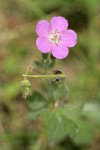 Oregon Geranium