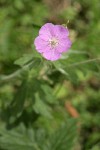 Oregon Geranium