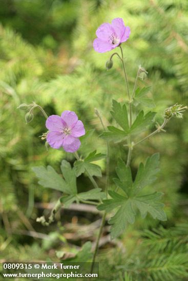 Geranium oreganum