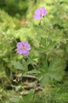 Oregon Geranium