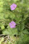 Oregon Geranium