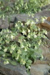 Bell Catchfly