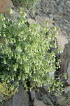 Bell Catchfly