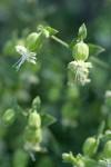 Bell Catchfly blossoms