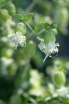 Bell Catchfly blossoms detail